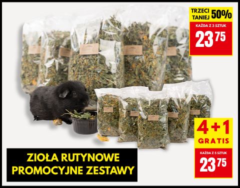 Rutynowe Promocja świnka