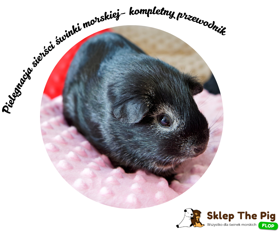 Czy świnki morskie trzeba czesać? Dlaczego pielęgnacja sierści jest ważna