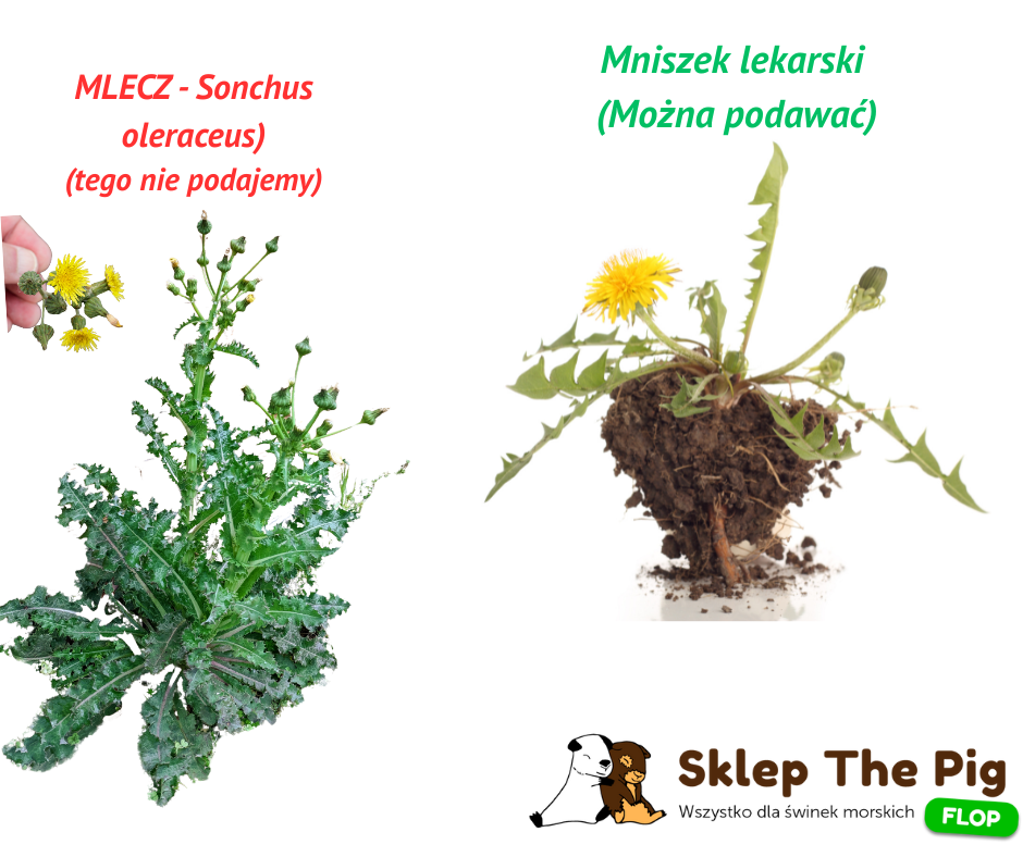 Ostrożnie zbieramy świeże zioła dla świnki morskiej- Mniszek lekarski a mlecz – jaka jest różnica i co mogą jeść świnki morskie?