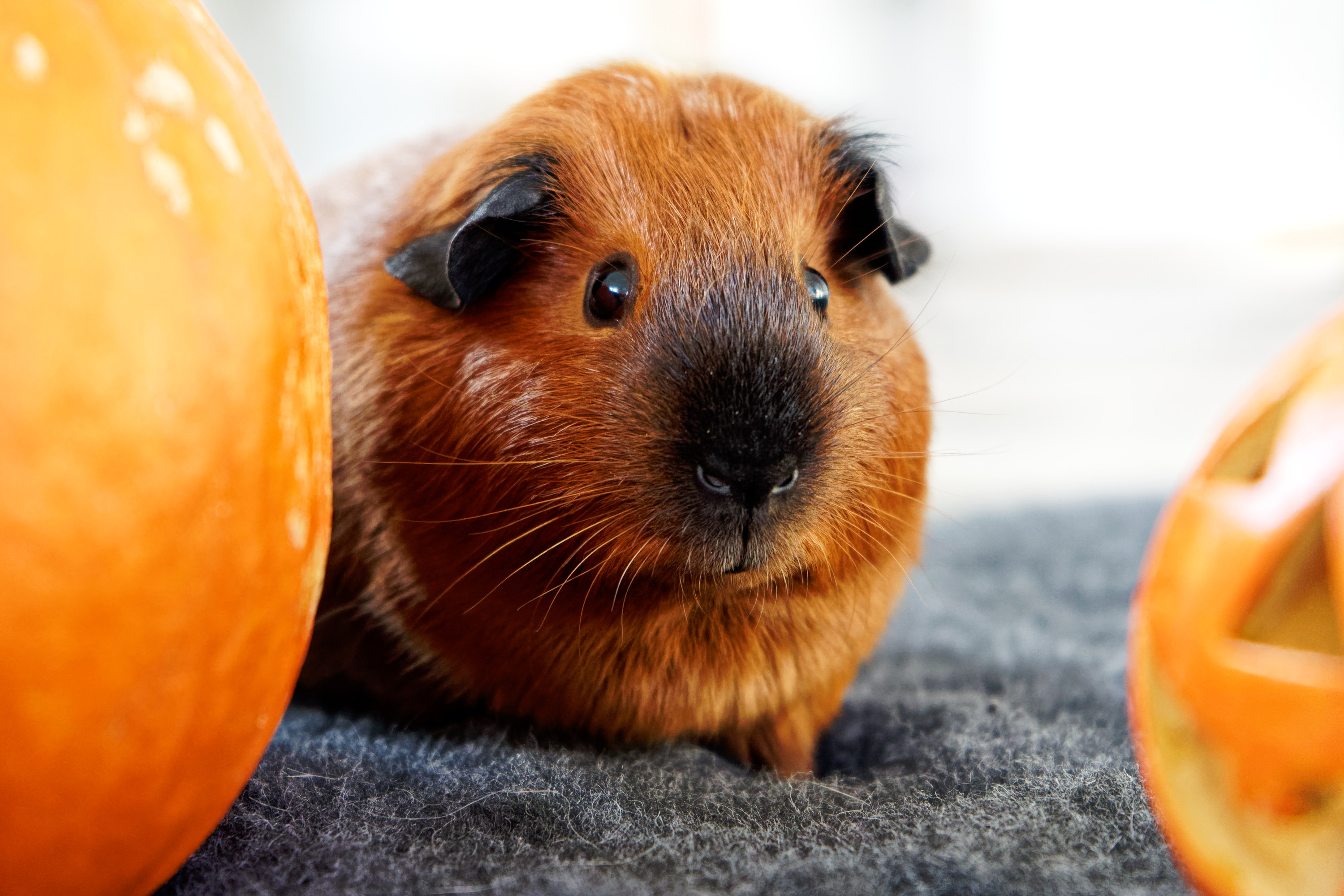 Kochane utrapienie – najgorsze nawyki świnek morskich oczami opiekuna