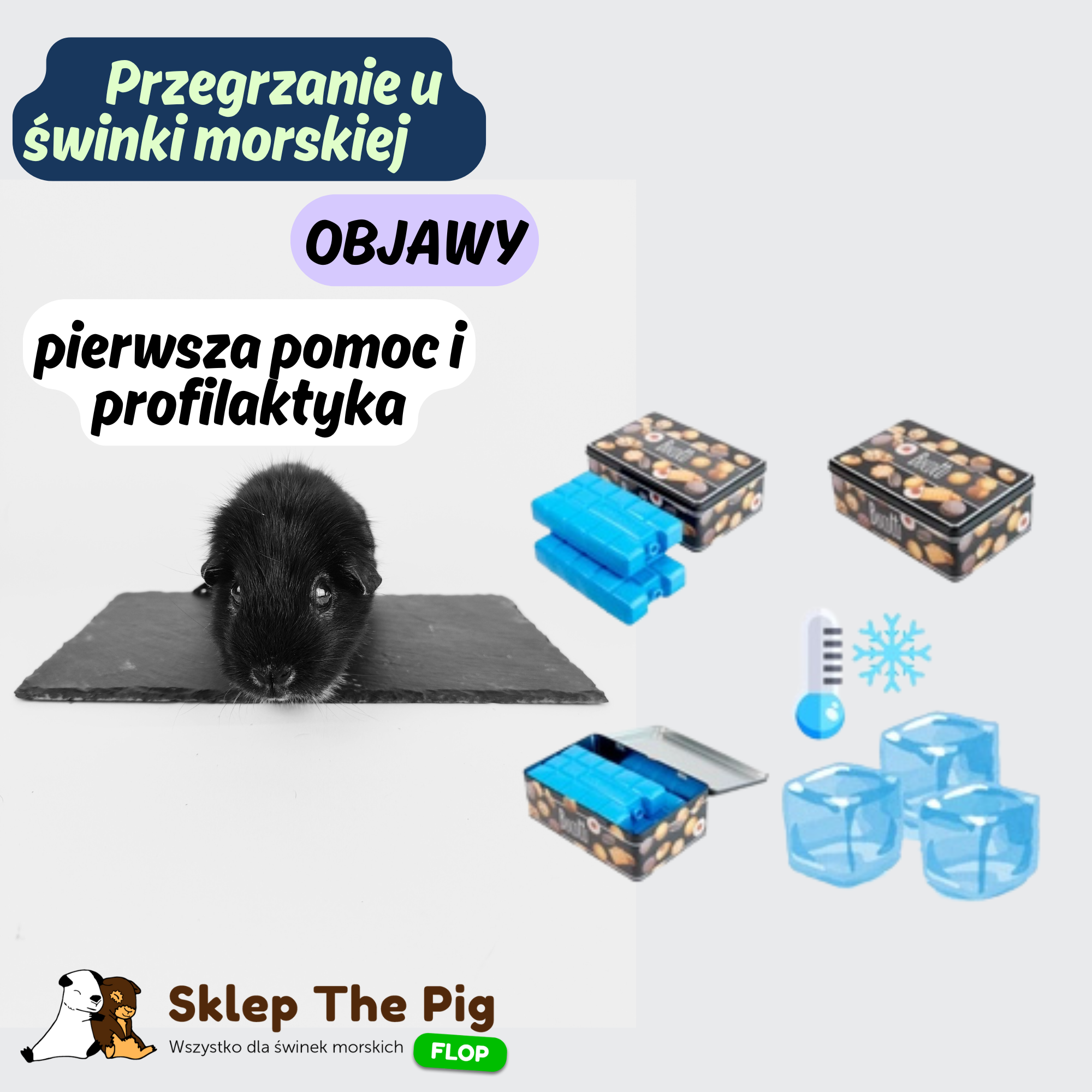 Przegrzanie u świnki morskiej – objawy, pierwsza pomoc i profilaktyka