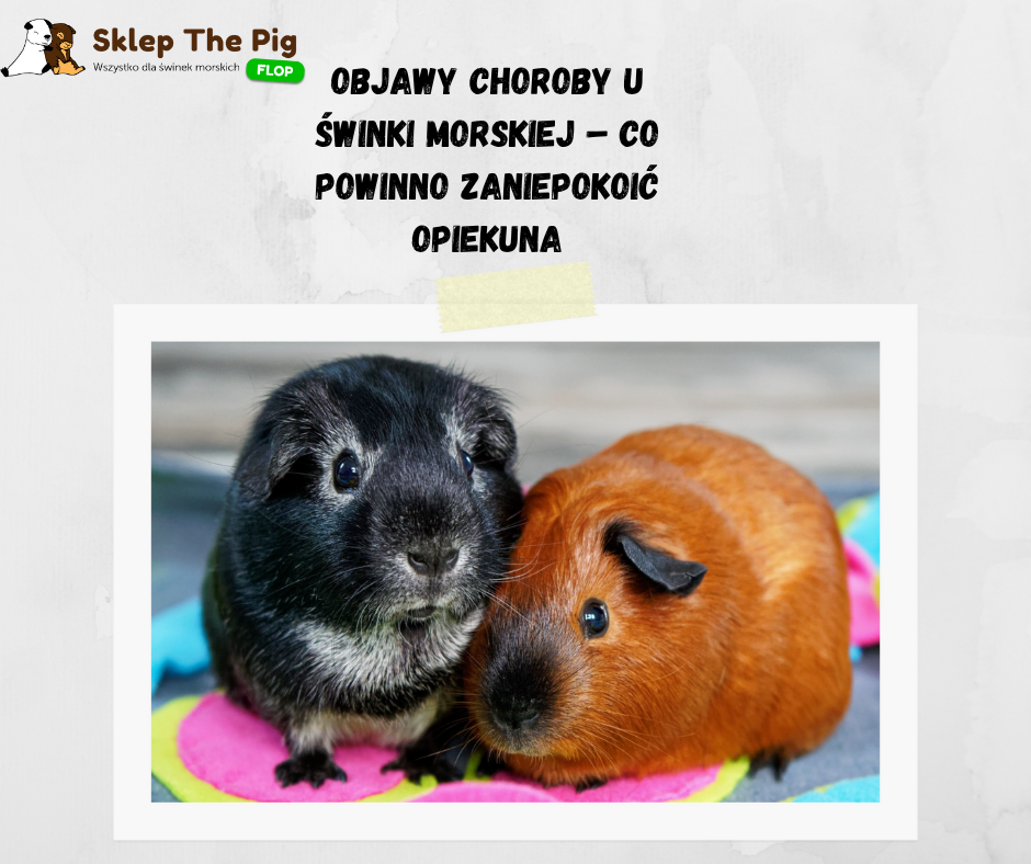 Niepokojące objawy u świnki morskiej – kiedy się martwić i jak szybko udać się do weterynarza